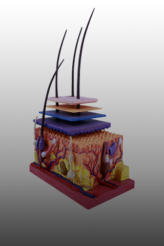 Anatomia e fisiologia